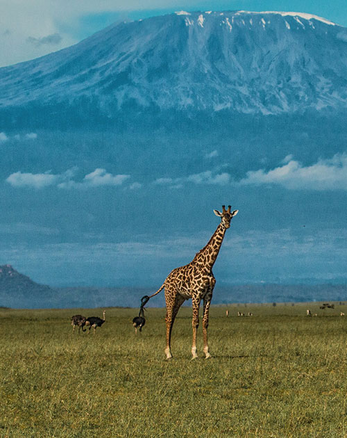 1 Day Amboseli Private Kenya Safari