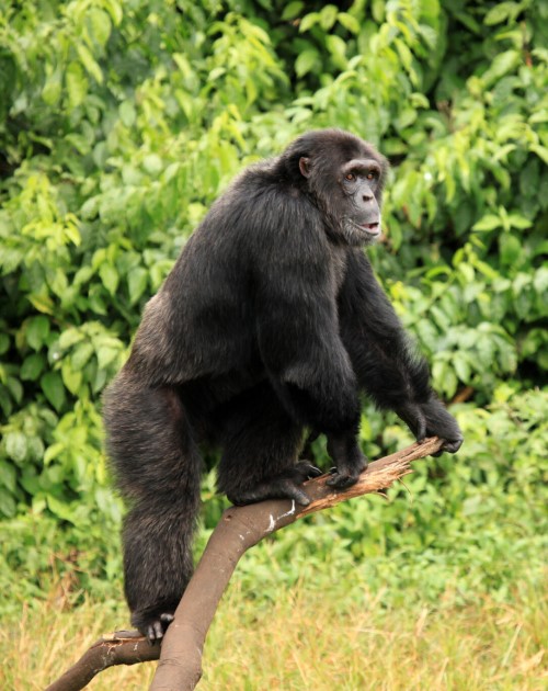 1 Day Chimpanzees Sanctuary