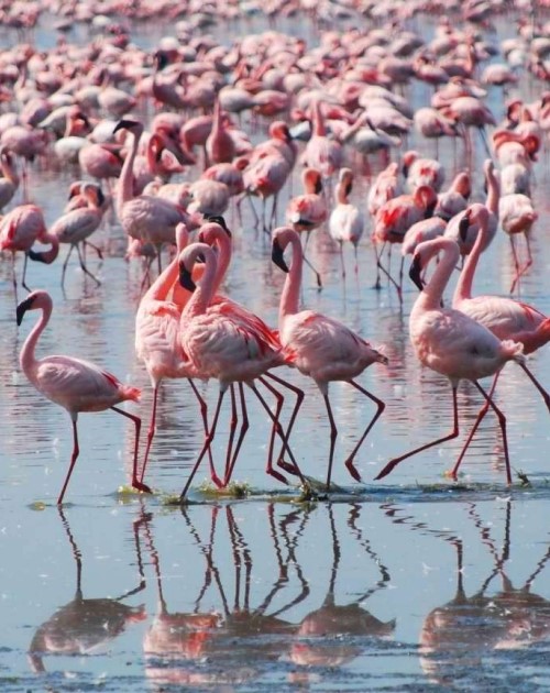 1 Day Lake Nakuru – Flamingo Safari