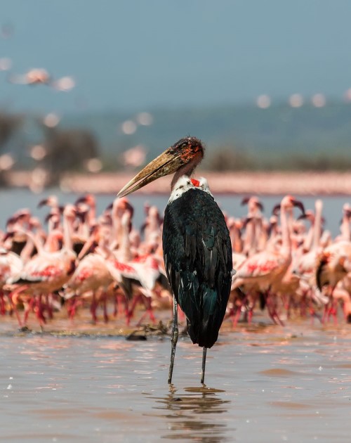 1 Day Mt. Longonot And Lake Naivasha