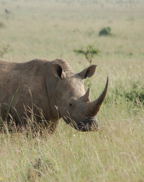 1 day Nairobi National Park Safari