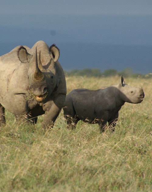 1 Day Trip To Olpejeta