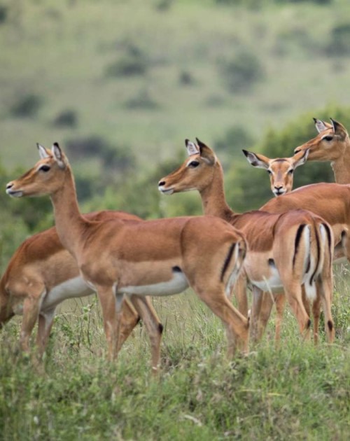 1 Day Trips In Kenya