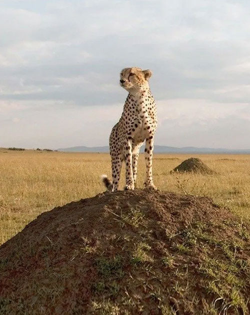 10 Days Kenya & Tanzania Combined Safari
