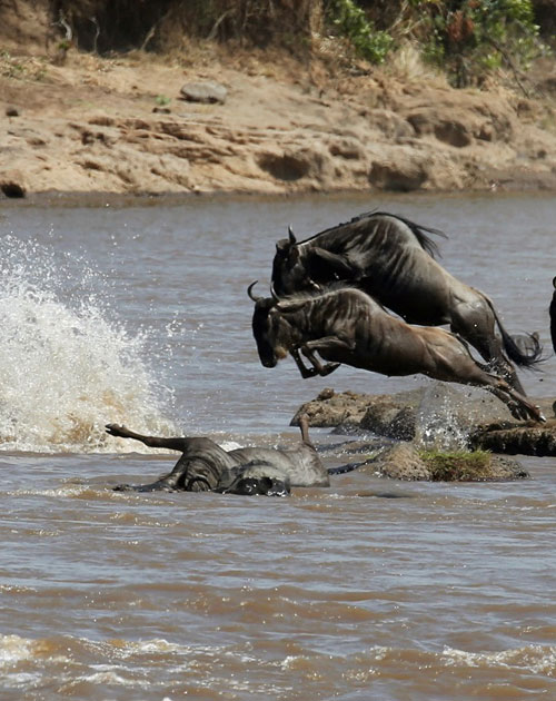 10 Days Serengeti Safari and Zanzibar