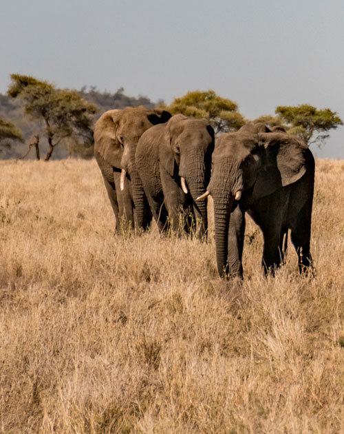11 Days Kenya Classic Safari