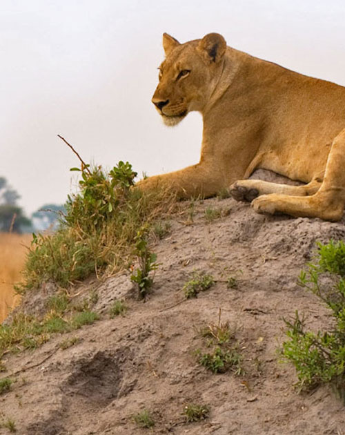 11 Days Safari In Kenya Uganda