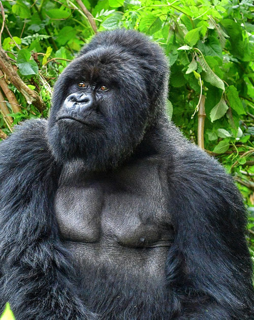 12 Days Uganda Safari