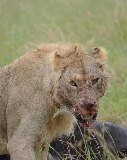 13 Days Kenya And Tanzania Wonders