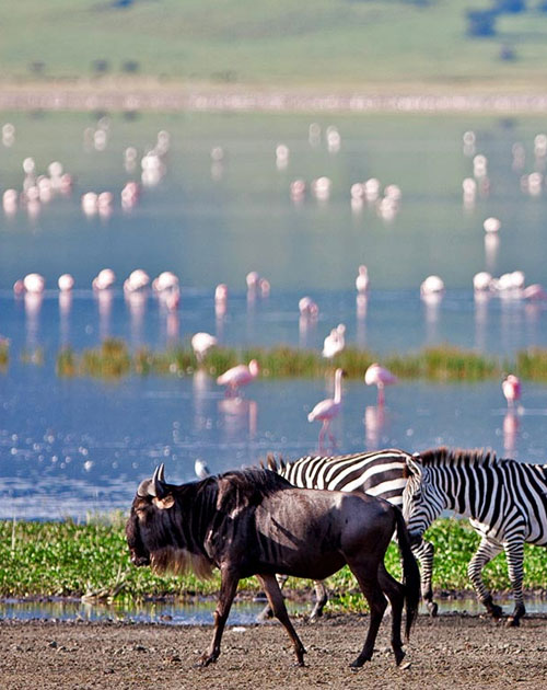 14 Days Explore Kenya & Tanzania Wildlife Safari