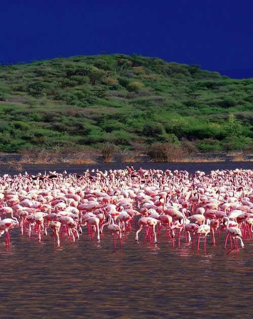 14 Days Kenya Safaris
