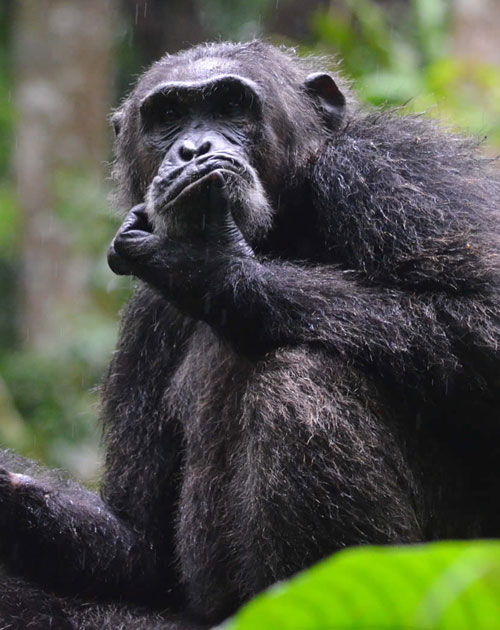 15 Days Uganda Rwanda Safaris