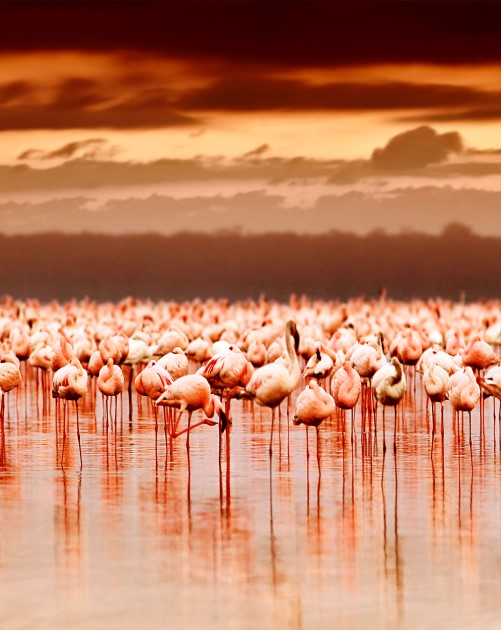 2 Day Naivasha-Elementaita-Nakuru Safari