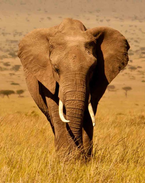 2 Days Amboseli National Park Exploration