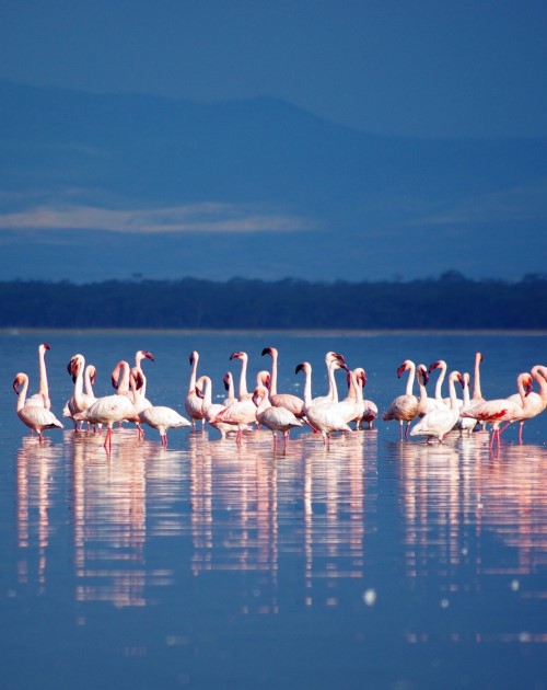 2 Days Lake Nakuru Tour