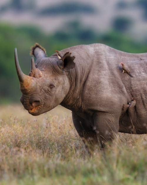 2 Days Ol Pejeta