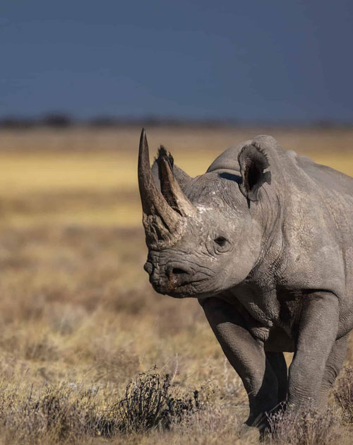 2 Days Ruma National Park And Rusinga Island Tour