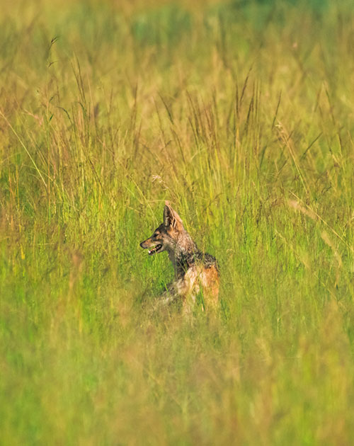 29 Days Kenya Classic And Bird Watching Safaris