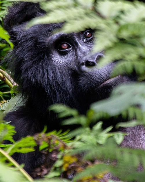 3 Day Tour To Uganda