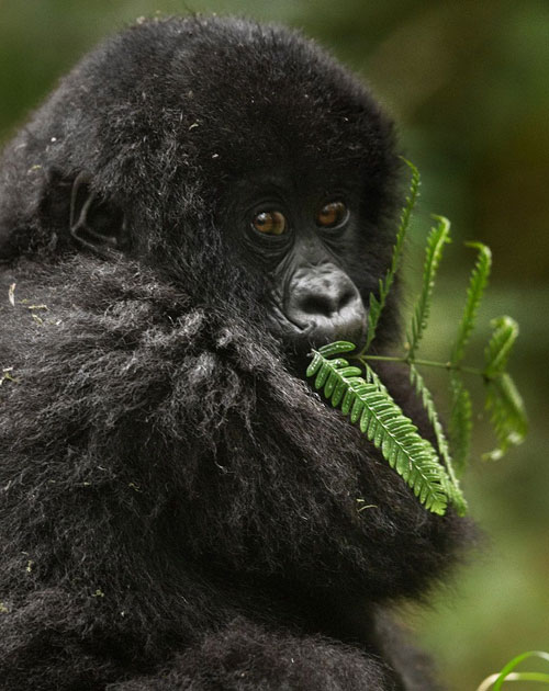 3 Day Gorilla Trekking Experience