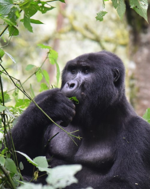 3 Days Gorilla Habituation Adventure Tour