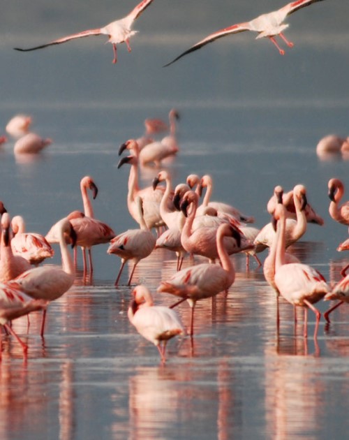 3 Days Lake Naivasha And Nakuru Safari
