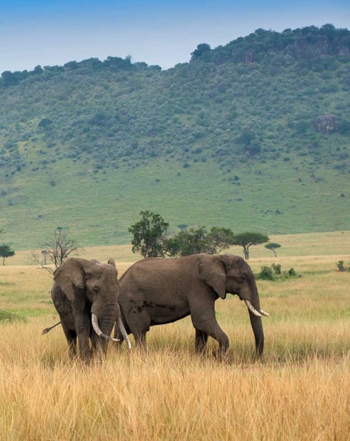 3 Days Masai Mara Kenya Tour