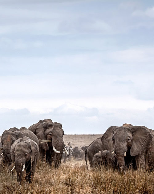 3 Days Masai Mara Safari