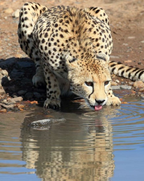 3 Days Samburu Classic Safari