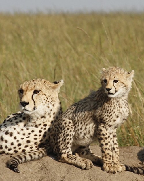 3 Days Tsavo East Amboseli