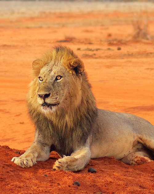 3 Days Tsavo East And West