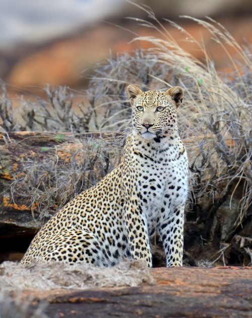 3 Days Tsavo West Safari