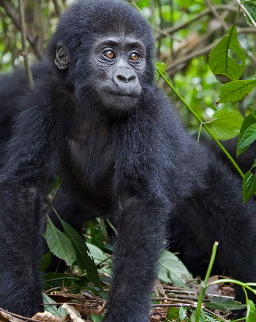 3 Days Uganda Gorilla Habituation Experience
