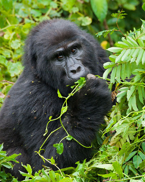 4 Day Gorillas Chimps Tracking And Bunyonyi