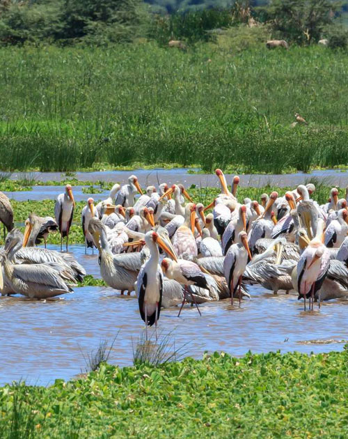 4 Days Lake Manyara, Serengeti And Ngorongoro