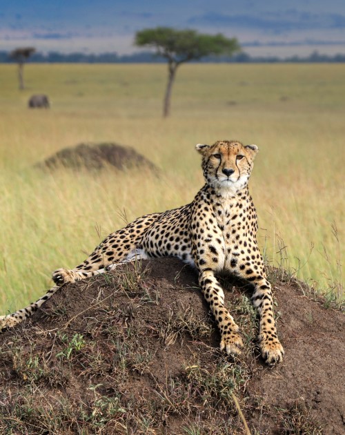 4 Days Maasai Mara Nakuru Tour