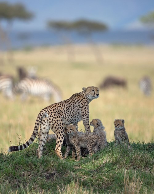 4 Days Mara Safari