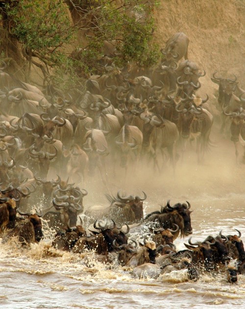 4 Days Masai Mara Experience The Wild 