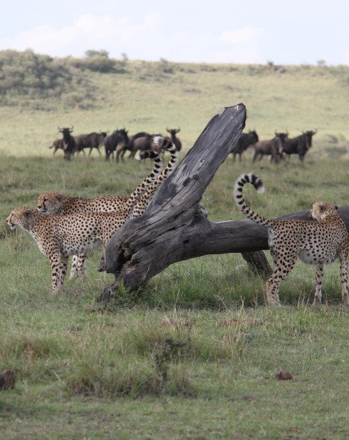 4 Days Masai Mara