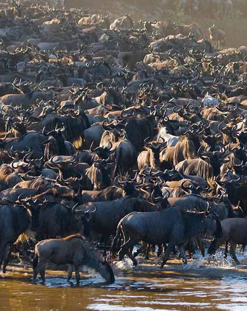 4 Days Masai Mara Wildebeest Migration Tour