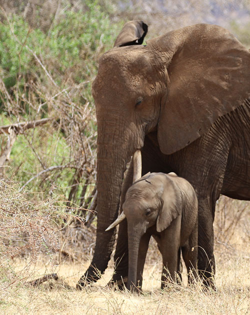 4 Days Safari Lake Manyara Ngorongoro Crater