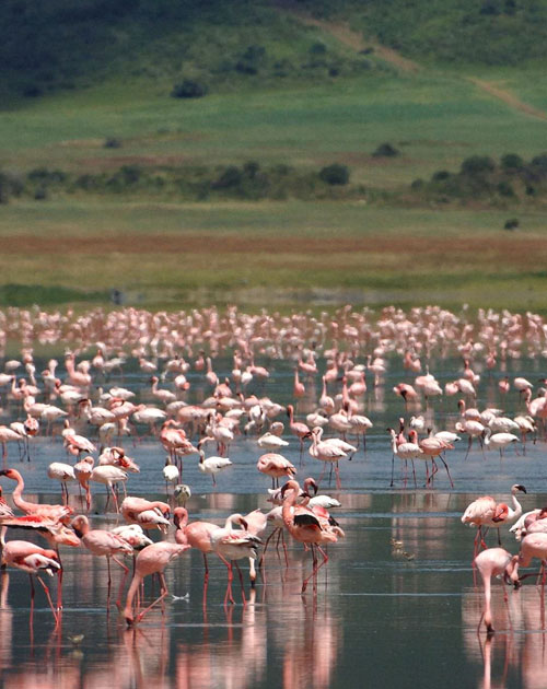 4 Days Safari Lake Manyara Ngorongoro Tarangire
