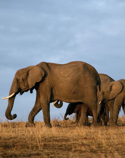 4 Days Tsavo East West And Amboseli Safari