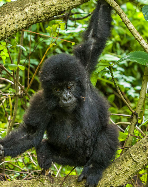 5 Day Primate Safari In Uganda