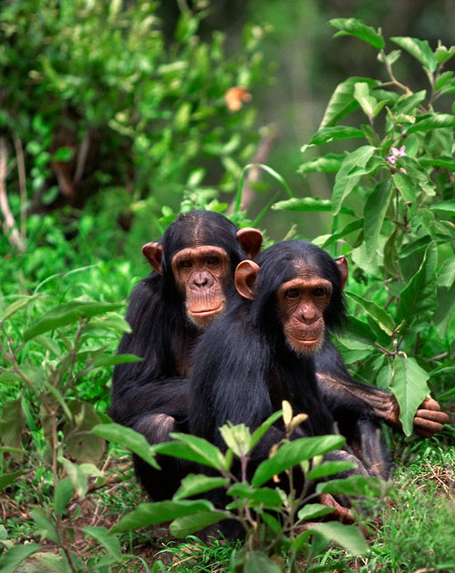 5 Day Primate Safari