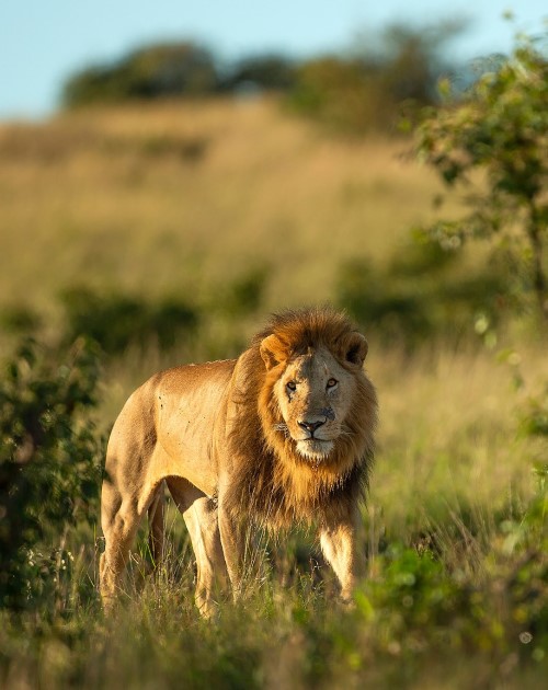 5 Days Amboseli-Nakuru-Mara Safari