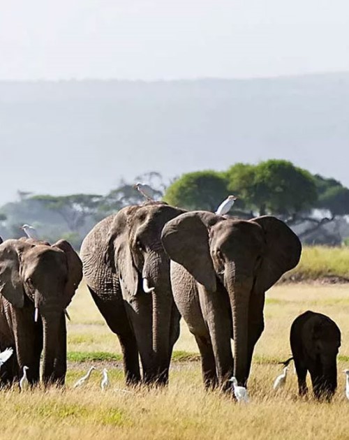 5 Days Amboseli Tsavo East And West Safari