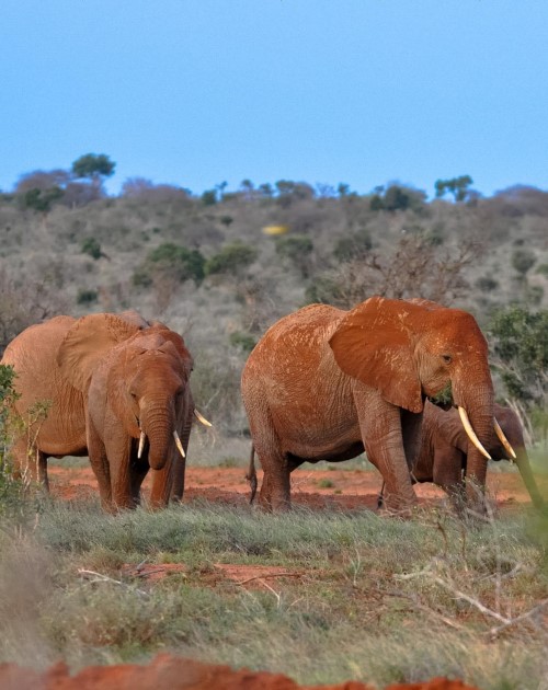 5 Days Amboseli Tsavo West Tsavo East Wildlife Tours