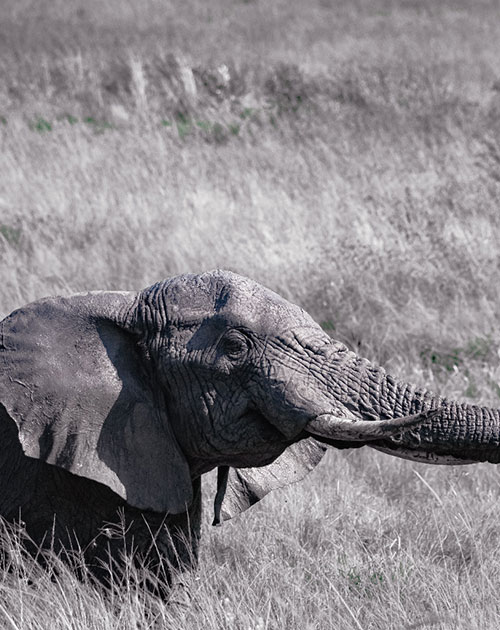5 Days Big Five Safari