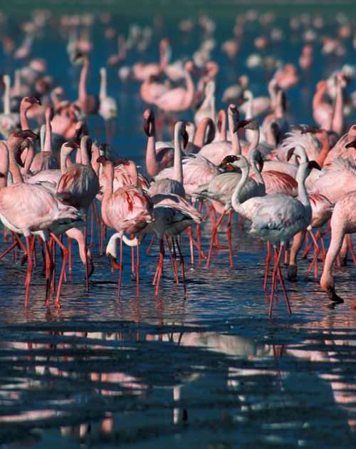 5 Days Lake Manyara, Serengeti And Ngorongoro